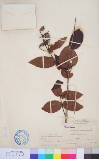 Specimen thumbnail